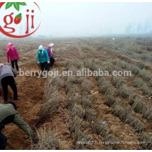 Graines naturelles chinoises de Wolfberry noir pour plantes